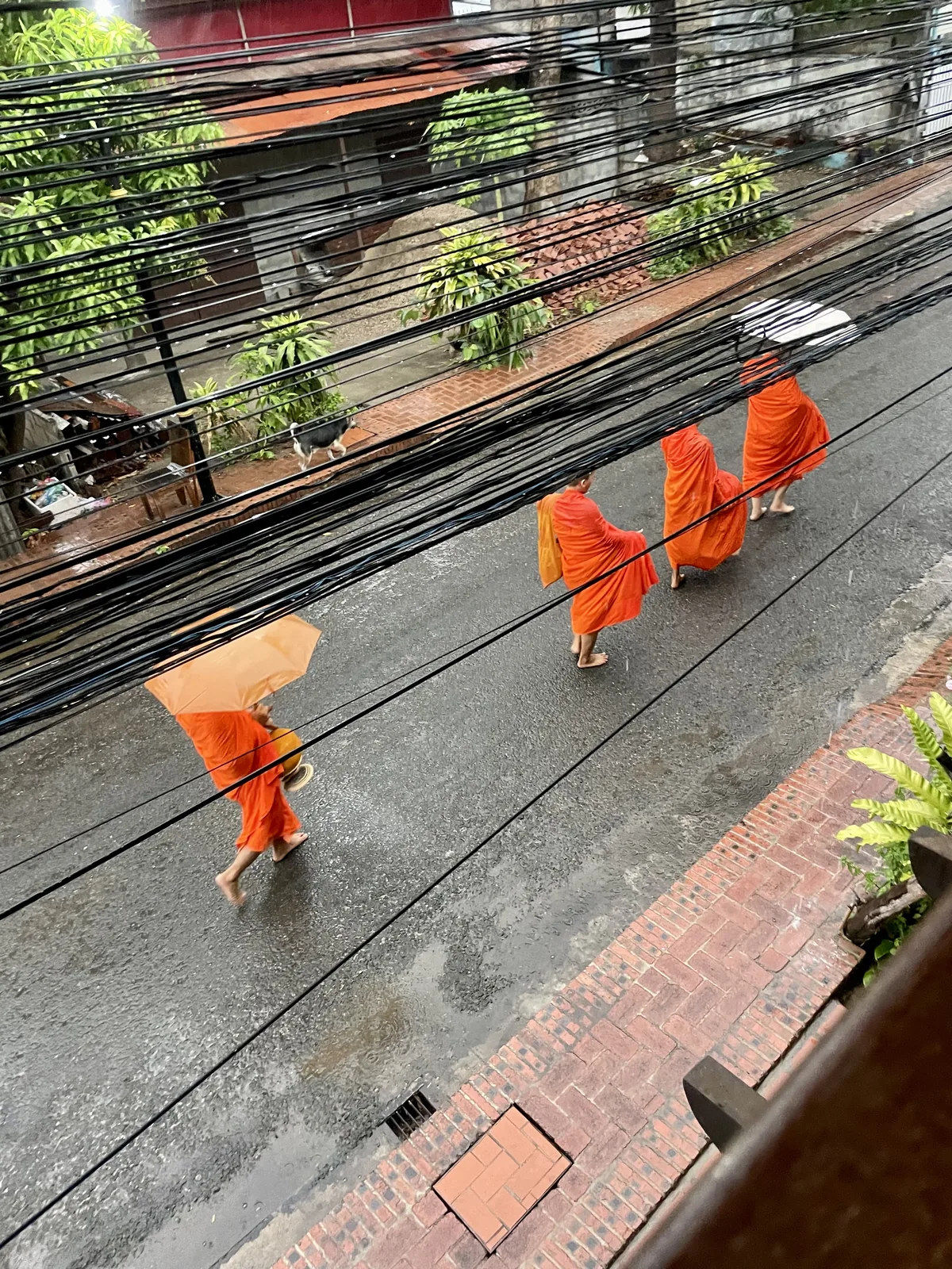 The Tak Bat Monk Procession in Luang Prabang: What I Wish I'd Known