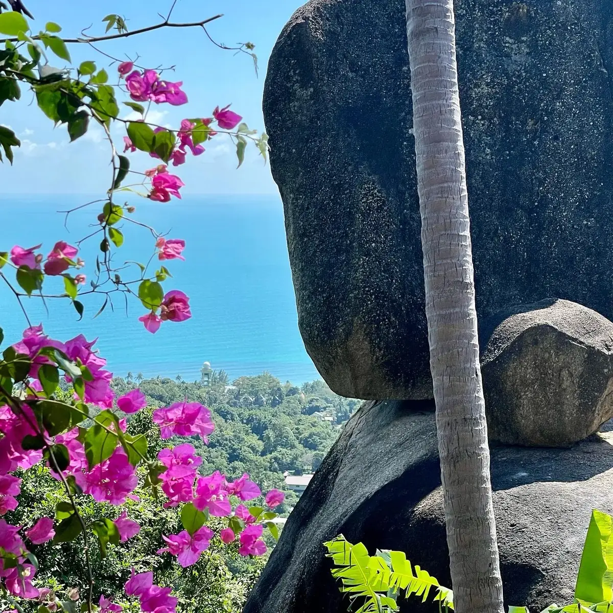 Pink bougainvillea framing a granite boulder and the sea on a Koh Tao viewpoint