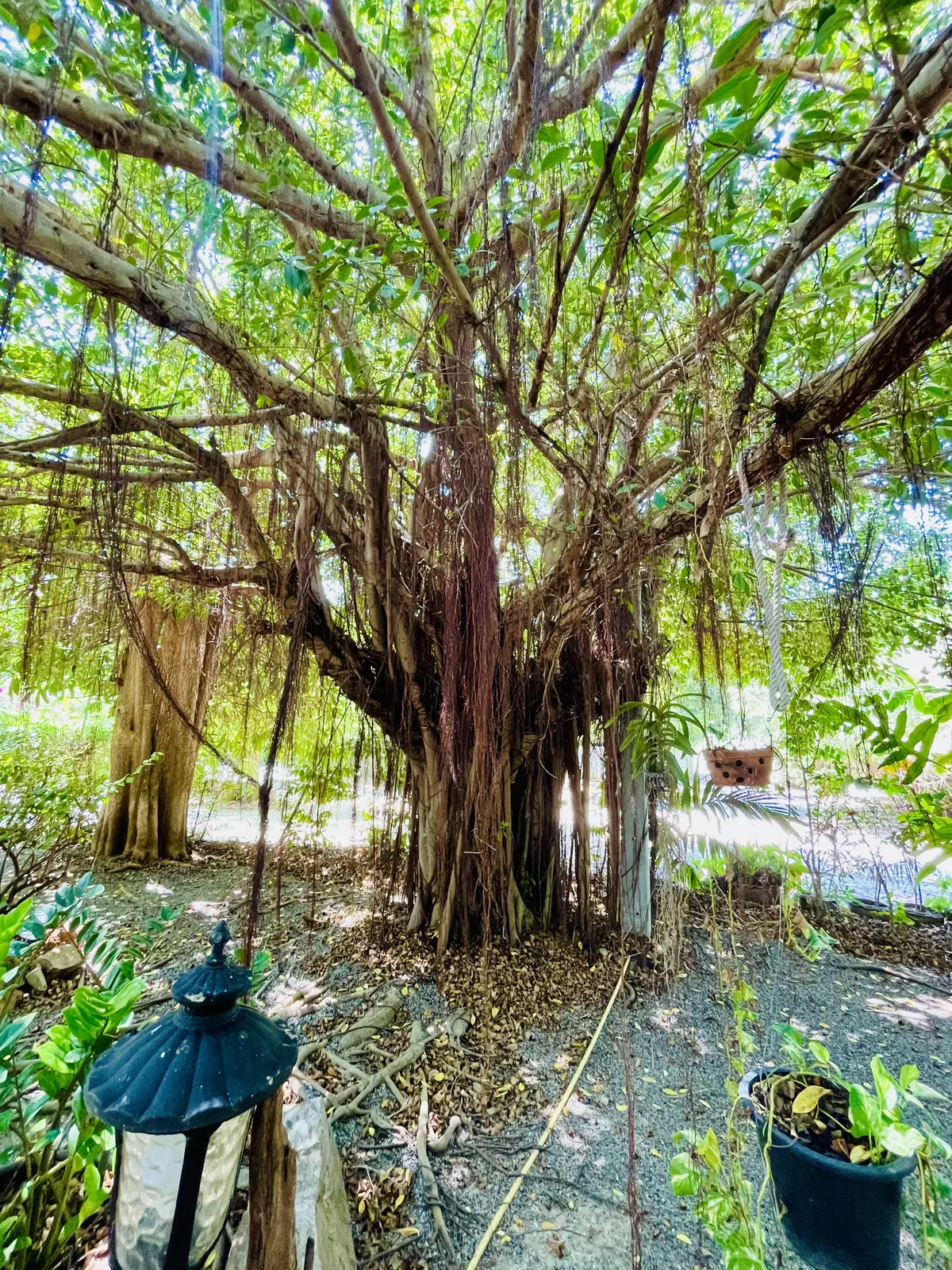 A huge old banyan tree with hanging aerial roots in a quiet garden at Dolphin Bay, Thailand