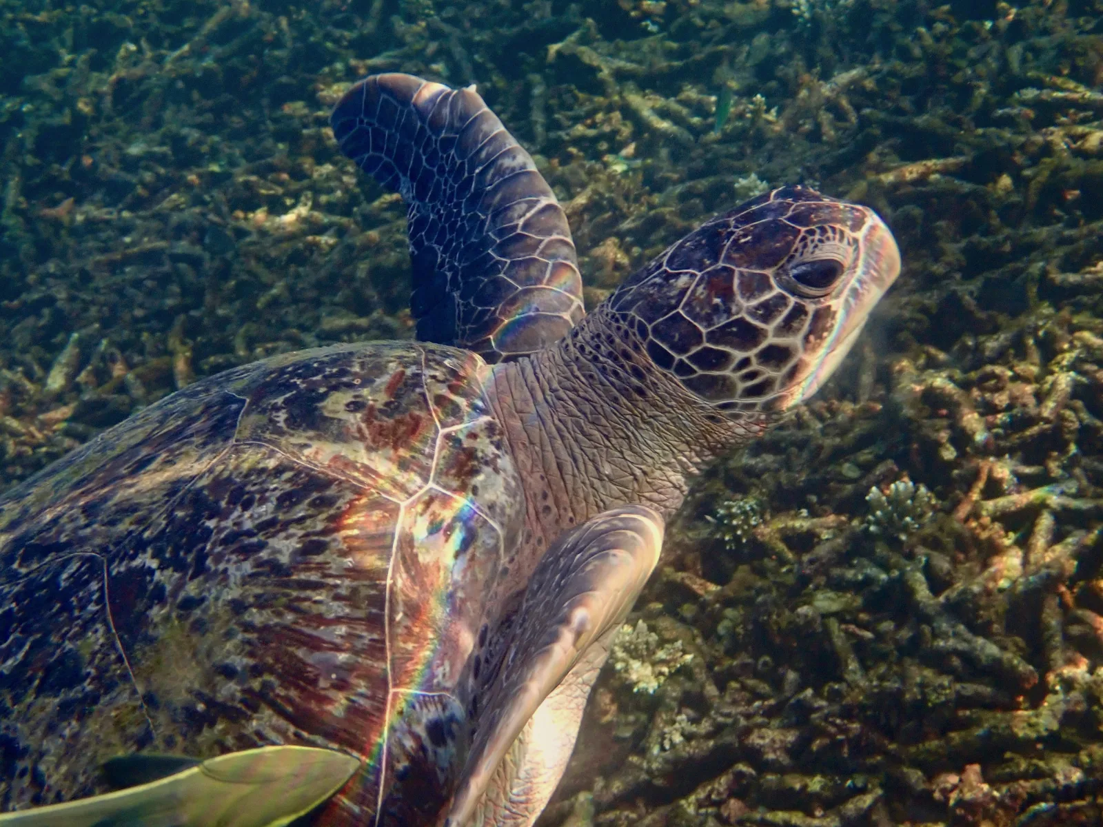 A green sea turtle named Bubbles swims in the crystal clear waters of Shark Bay