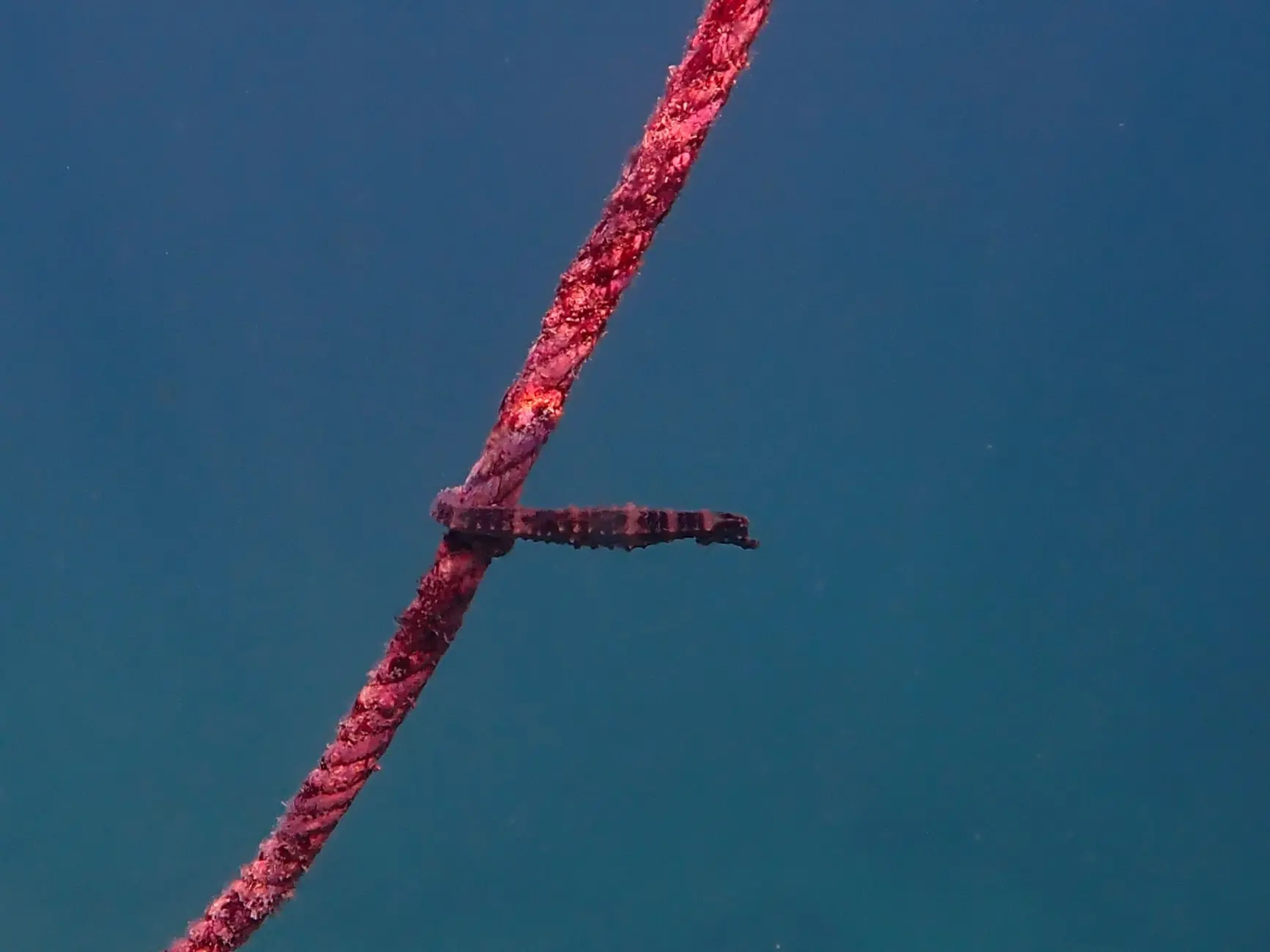Three Magical Seahorse Encounters in Koh Tao Thailand