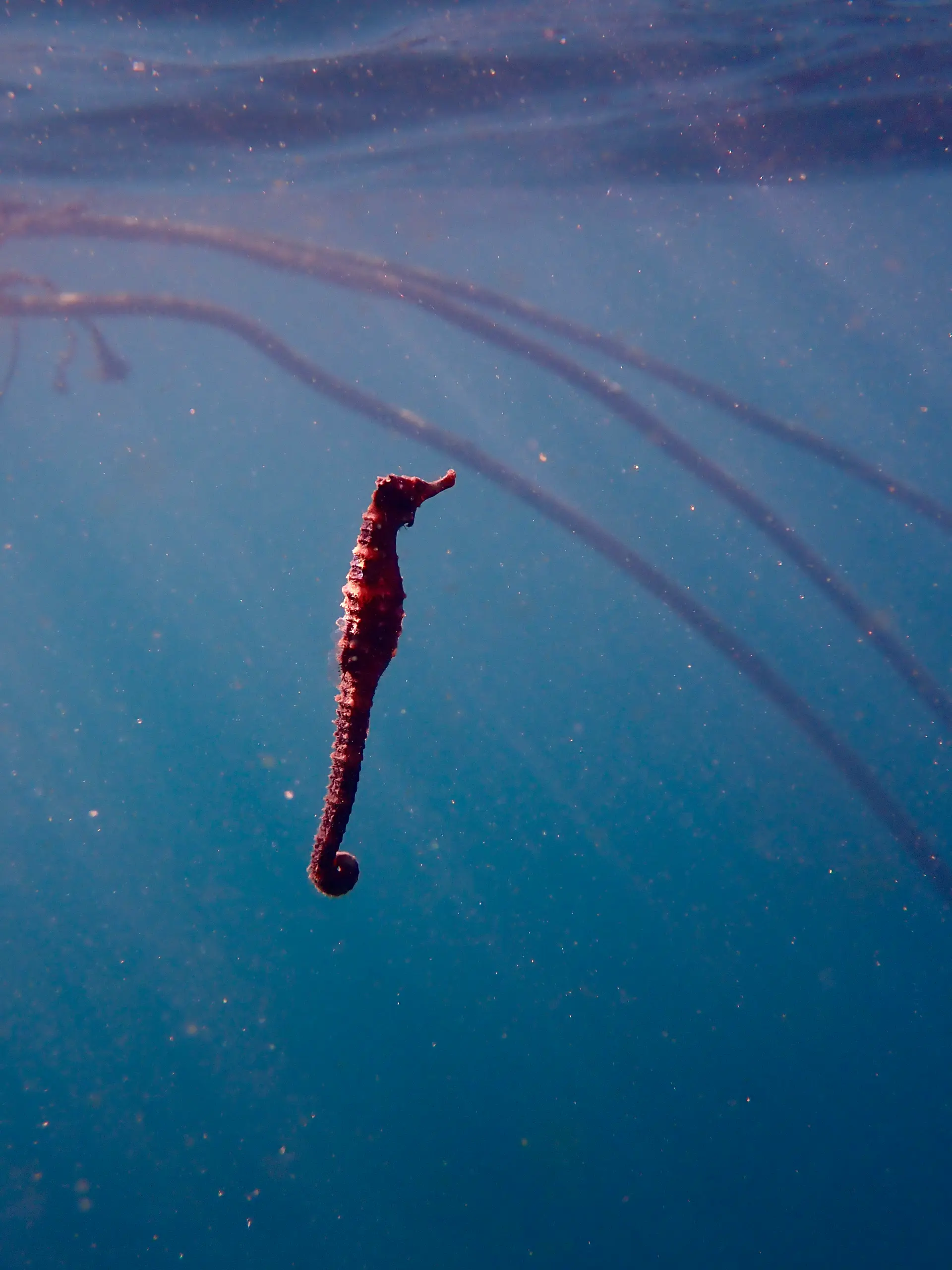 A tiny seahorse swims in the water near Koh Tao Thailand