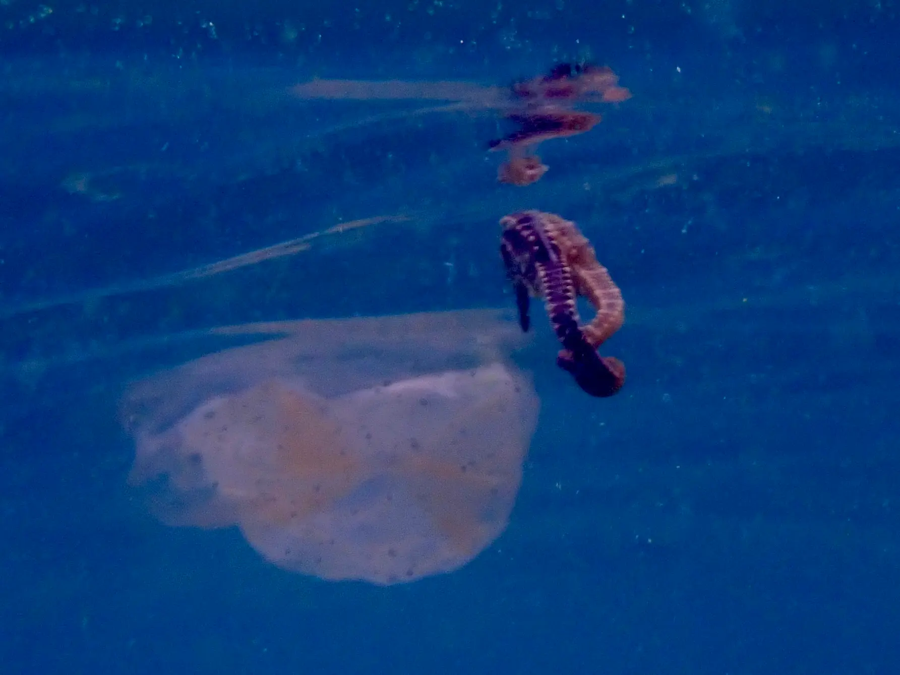 Two seashores cling together at the surface of the ocean with a plastic bag nearby in Koh Tao, Thailand