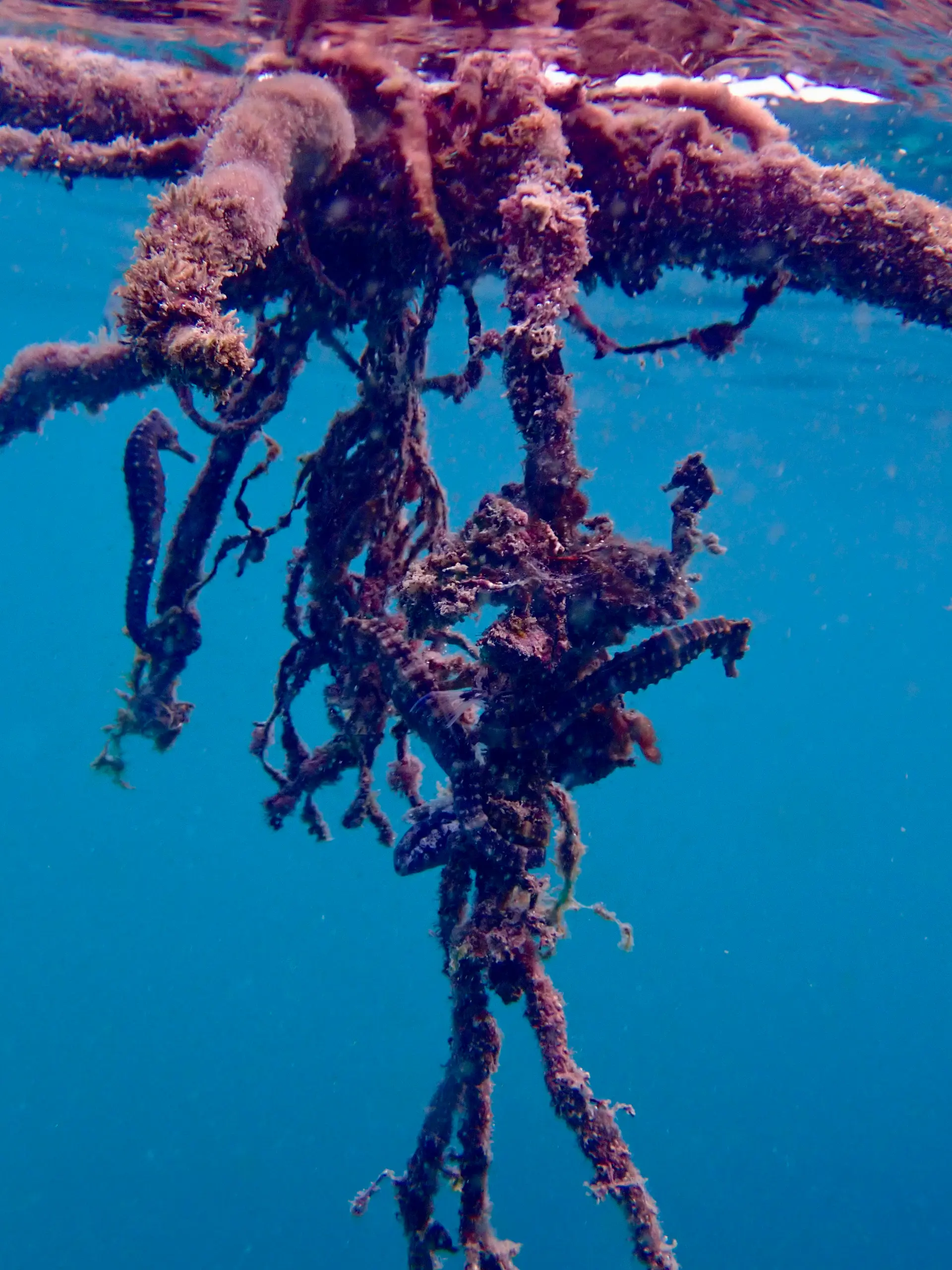 Tiny Seahorses cling to a mooring line rope near the surface of the ocean in Koh Tao, Thailand