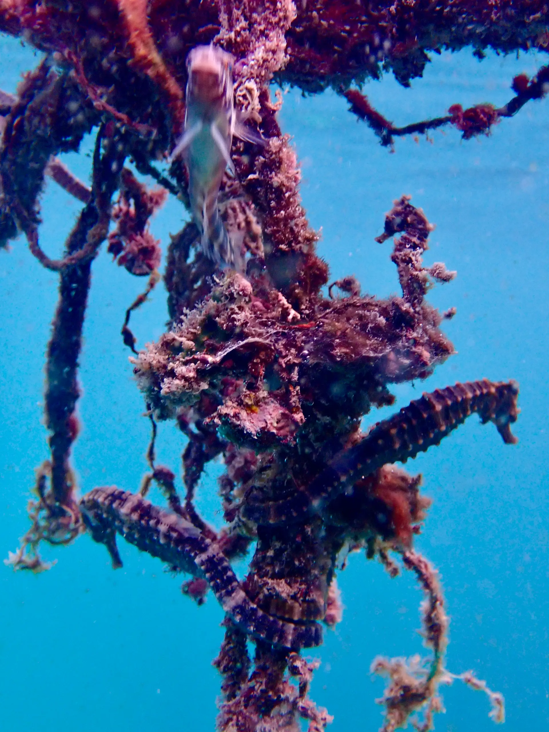 A herd of tiny black seahorses cling to a morning line at the surface of the ocean in Koh Tao, Thailand