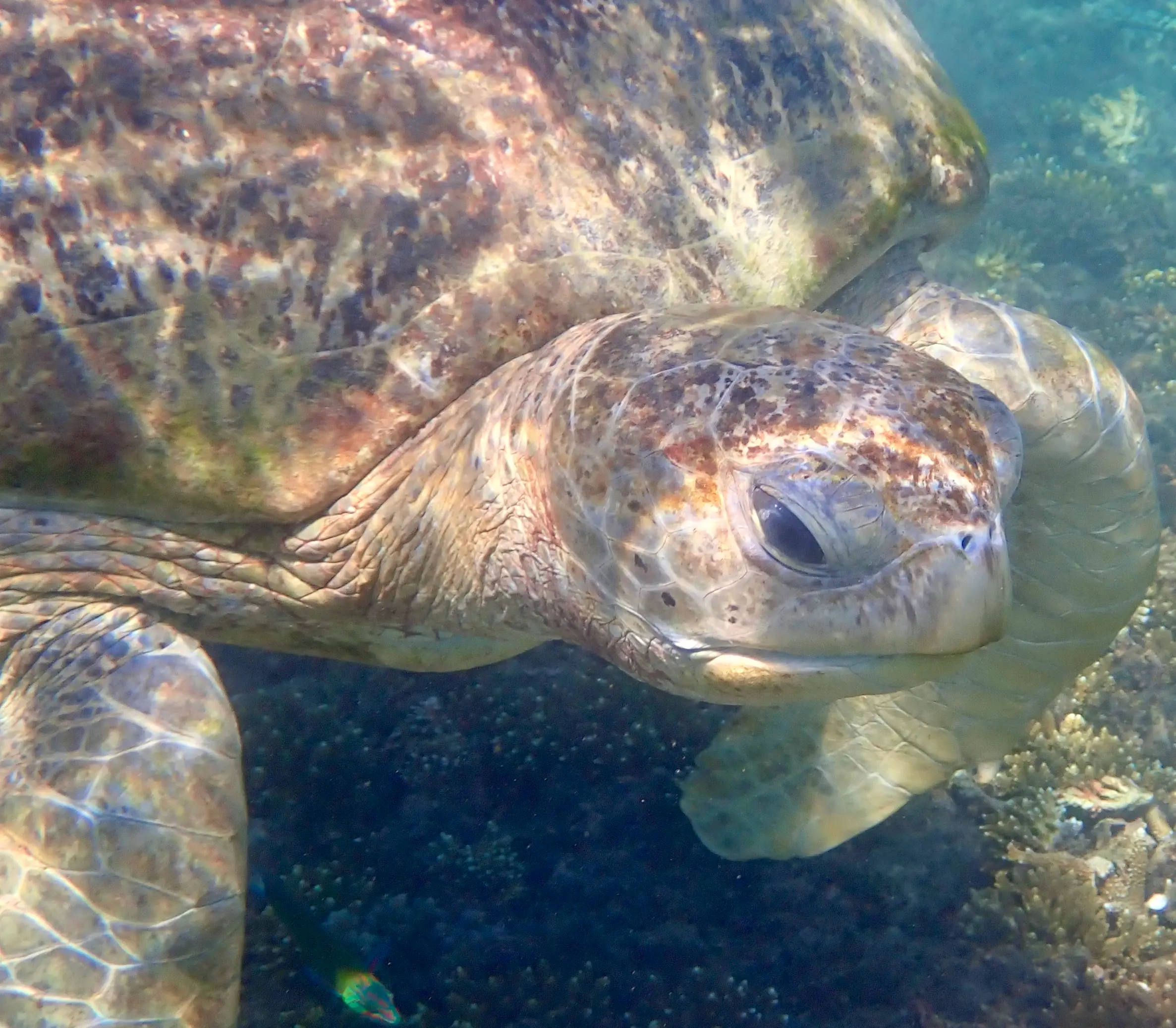 Close-up underwater photograph of an elderly green sea turtle swimming over a coral reef in Koh Tao, Thailand, showing its weathered shell, wrinkled neck, and distinctive facial features.