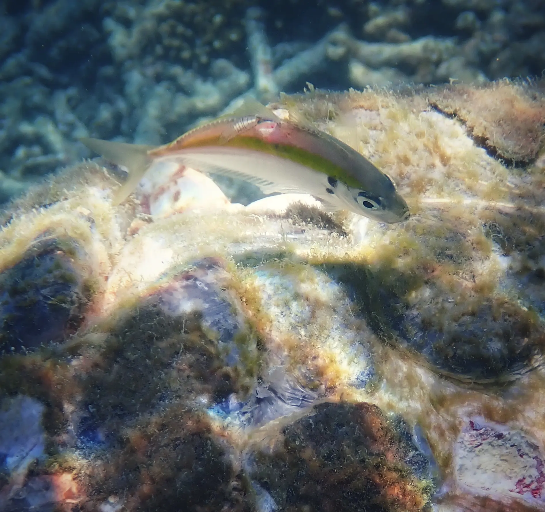Close-up underwater photograph of a parasitic fish resting beside a visible injury on the cracked, algae-covered shell of a green sea turtle in Koh Tao, Thailand.
