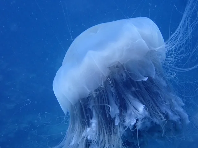 A lion's mane jelly fish with massive tentacles floating in the deep blue ocean