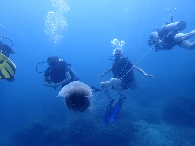 a group of 3 scuba divers around a pink lion's mane jellyfish in the blue ocean