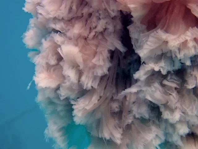 a zoomed in lion's mane jelly fish pink in light blue water