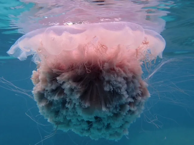 Pink Lion’s Mane jellyfish floating just beneath the surface in the clear blue waters of Koh Tao, Thailand