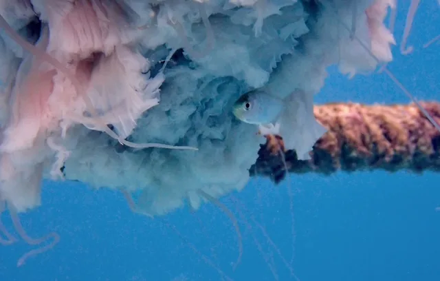 a small white fish under a lion's mane jellyfish with a boat mooring line in the background