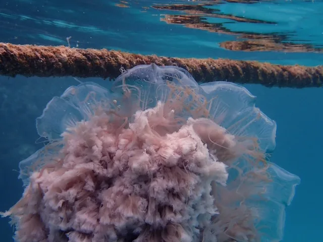 Lion's Mane Jellyfish in Koh Tao: An Unforgettable Ocean Encounter