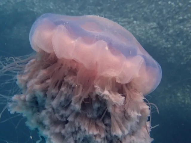 Close-up of a Lion's Mane jellyfish drifting beneath the surface near Koh Tao, Thailand, showing its translucent pink bell and cascading tentacles