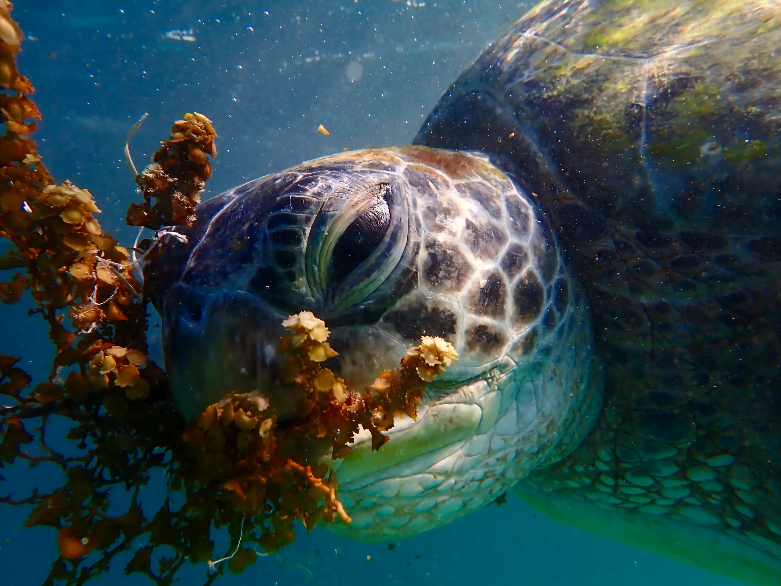 Close-up underwater photograph of a green sea turtle feeding on floating brown seaweed in the clear blue waters of Koh Tao, Thailand, with its eyes partially closed.