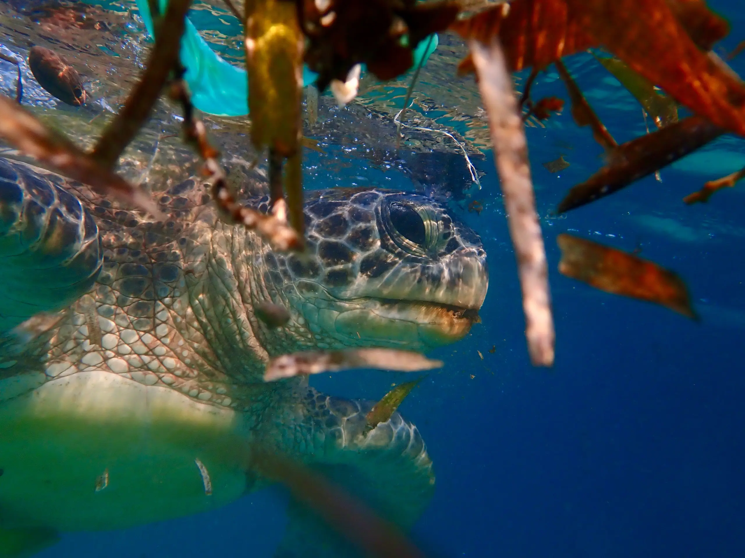 Names Beneath the Surface: Stories of Koh Tao's Sea Turtles
