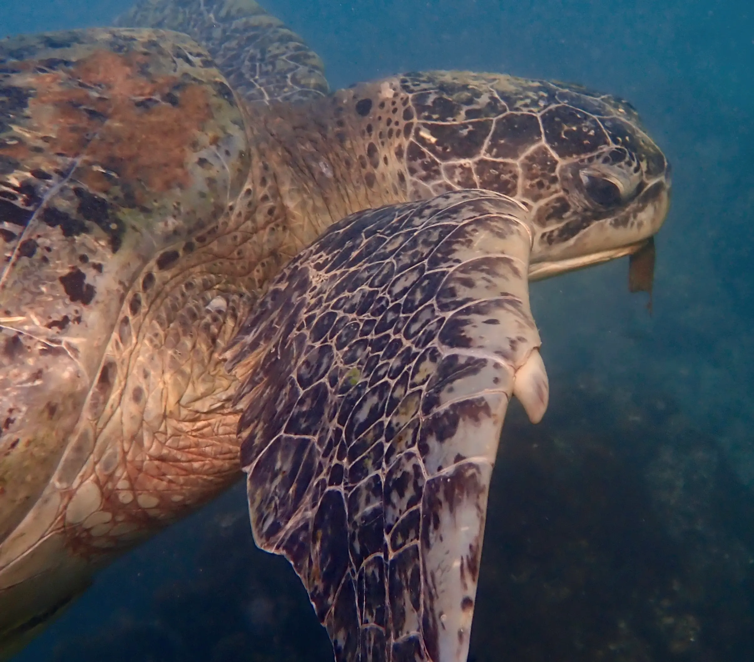 Close-up underwater photograph of a hawksbill sea turtle swimming in the waters of Koh Tao, Thailand, showing its patterned flipper, shell, and distinctive beak.