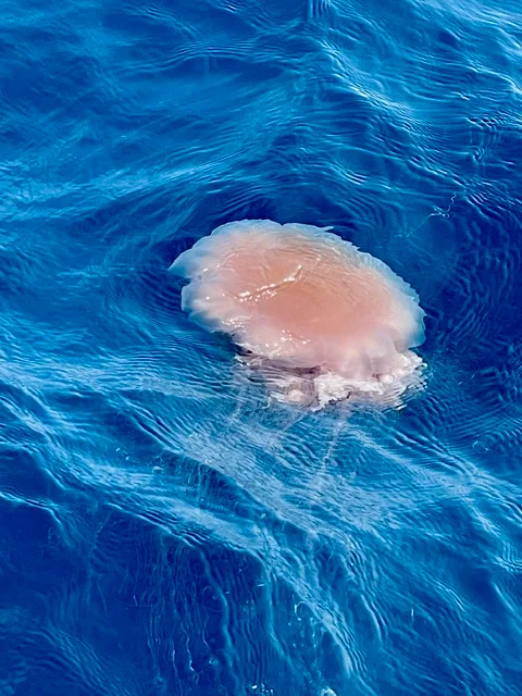 a pink lion's mane jellyfish floating on the Surface of blue ocean water with reflection