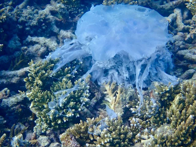 a blue lion's mane jellyfish at the bottom of the ocean tangled in yellow and green coral
