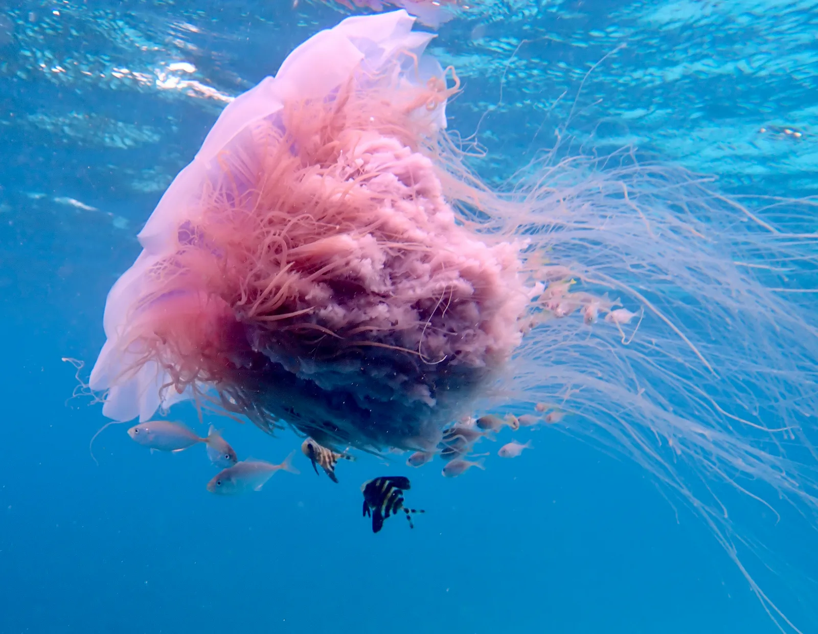 A Lion's Mane Jellyfish gracefully swims in the waters around Koh Tao