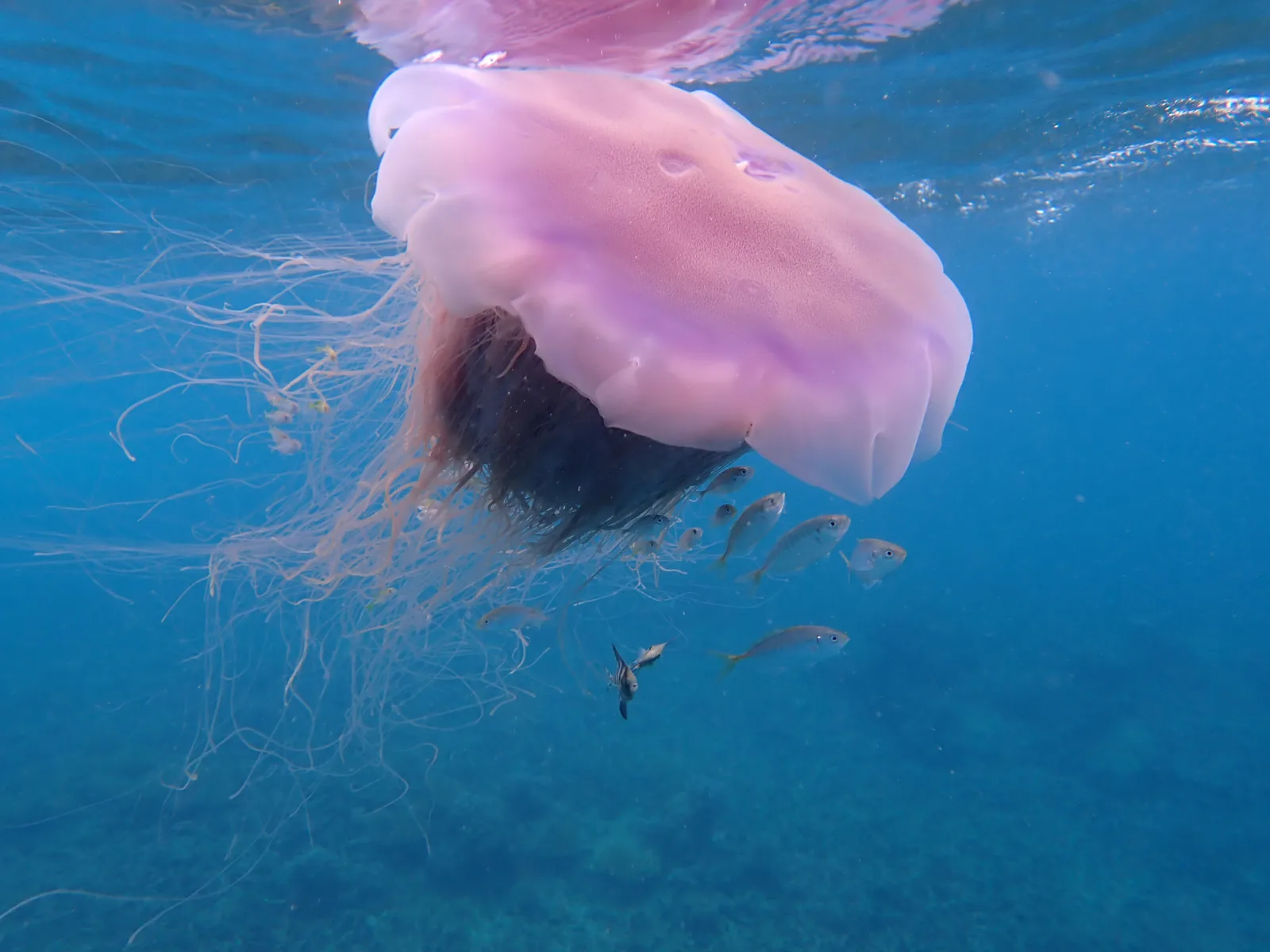 A pink lion's mane jellyfish with smaller fish swimming in the blue ocean