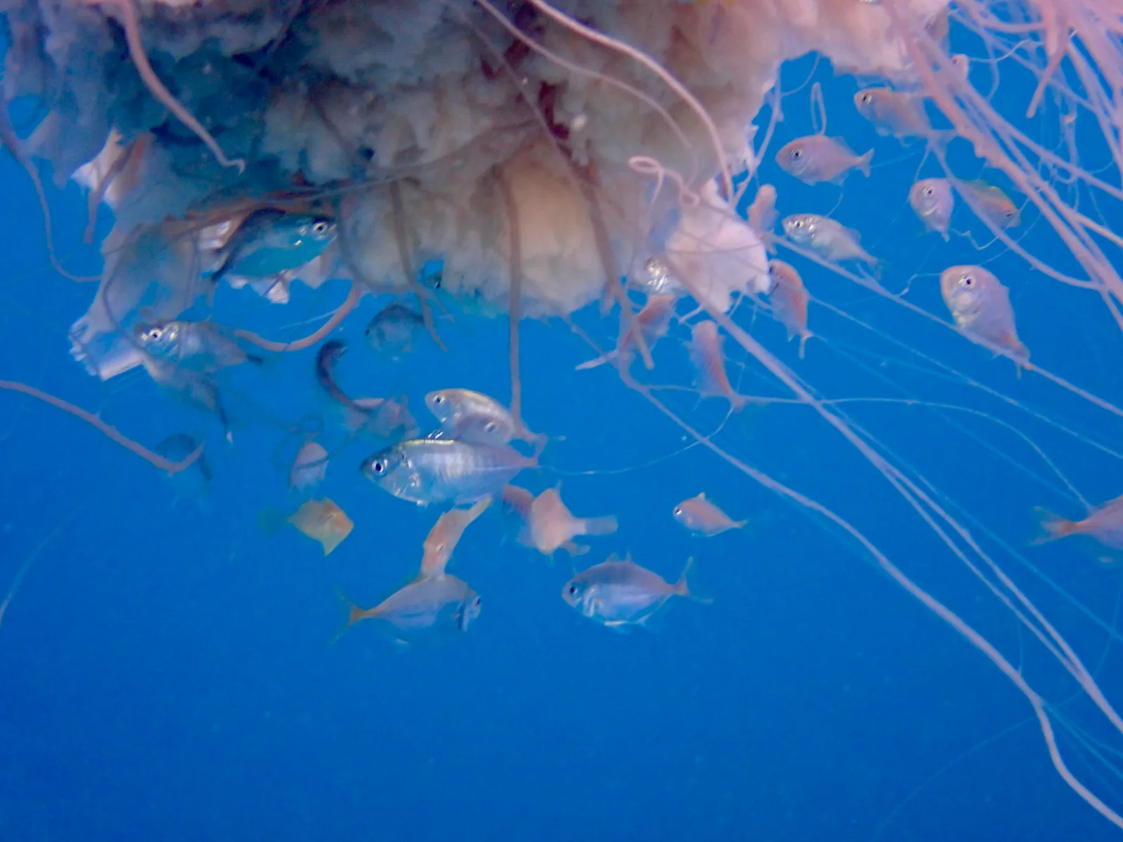 Tiny silver fish swimming under a pink lion's mane jelly fish in Koh Tao Thailand with a blue background