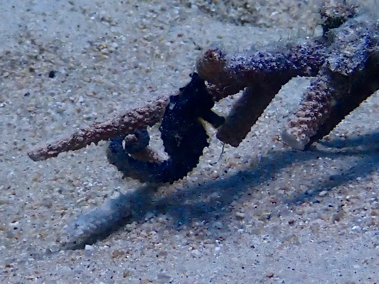 A tiny Seahorse takes shelter under a piece of coral rubble in the sand in Tanote Bay, Koh Tao, Thailand