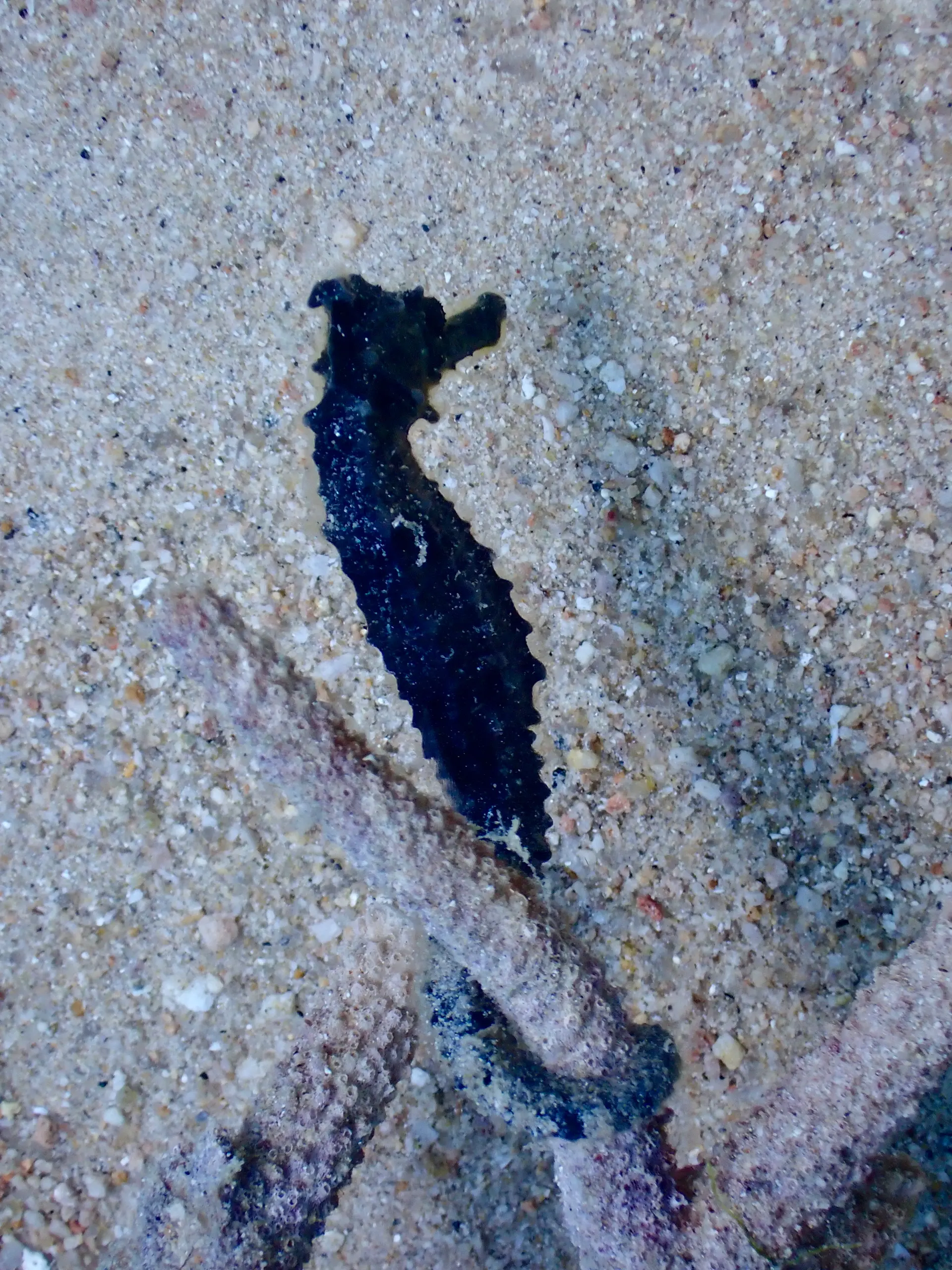 A tiny black Seahorse clings to a piece of coral rubble in the sand in Tanote Bay, Koh Tao, Thailand