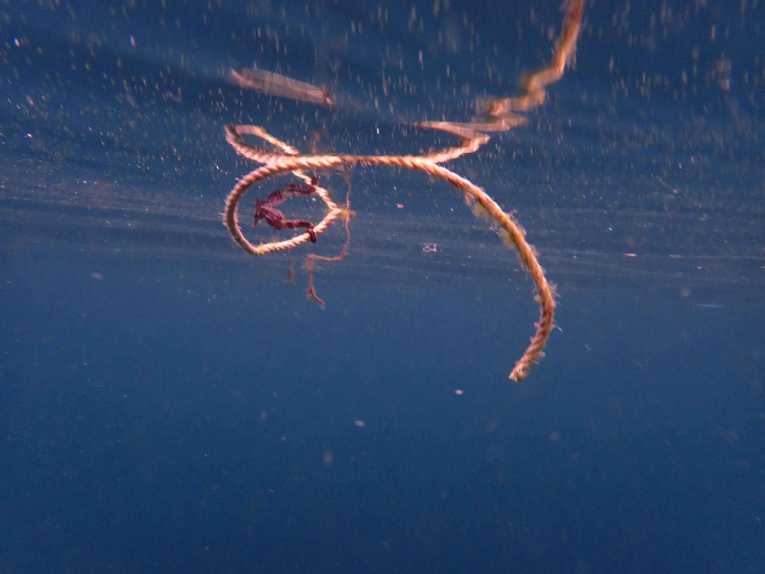 A tiny Seahorse clings to a piece of twine at the surface of the ocean in Koh Tao, Thailand